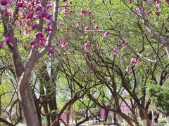 -石家庄市植物园