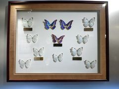 -上海昆虫博物馆