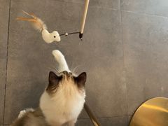 -飞行喵MR PILOT|猫舍·猫咖(静安大融城店)