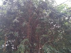 -兰桂坊