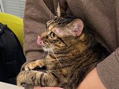 -艾吉宠物医院·疑难杂症转诊中心·猫友好(碧江路院)