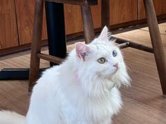 -有猫主题·治愈系猫咖(曾厝垵店)