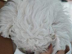 -瑞派福兴宠物医院犬猫全科·骨科·中西医结合(河东店)