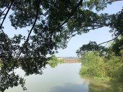 -大湾区中央湿地公园