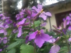 -宣兔头(马家场店)