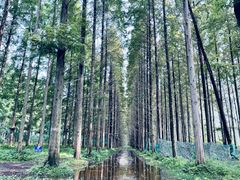 -黄海国家森林公园