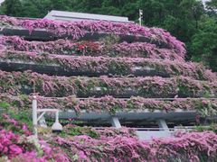 -深圳市中科院仙湖植物园