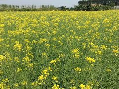 -迪茵湖田家舍生态农场