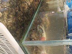 -仙螺岛海鲜自助餐厅(总店)