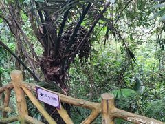 -通灵大峡谷