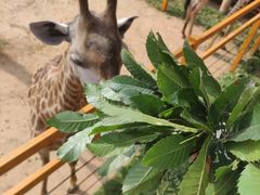 -西霞口神雕山野生动物世界