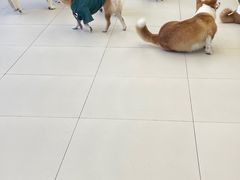 -怪兽屋·羊驼·猫咖·狗咖(俊华广场店)