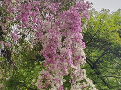 -深圳国际园林花卉博览园