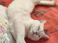 -瑞派·关忠动物医院·猫专科·犬专科(三环新城店)