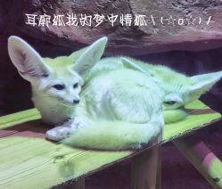 -Zoolung Zoolung动物主题公园(海信广场店)