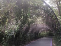 -大塘金香草谷