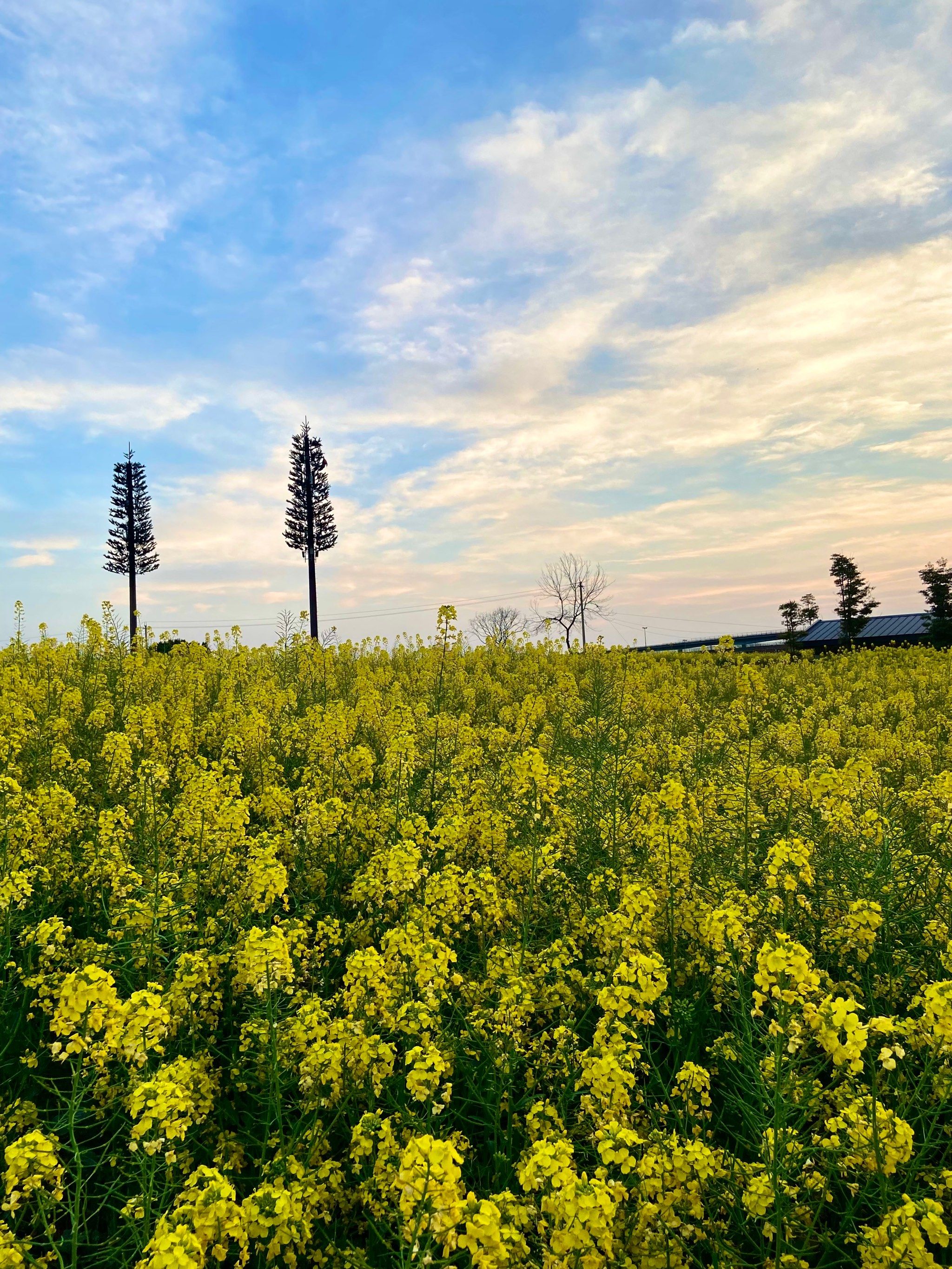 不用跑崇州,市区就可以看的彩色油菜花海