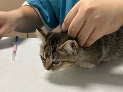 -瑞派伍一宠物医院·眼科·骨科·猫科转诊中心(马王堆院)