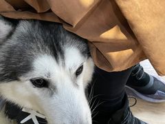 -Husky Go! 哈士奇体验馆·宠物咖啡厅狗咖