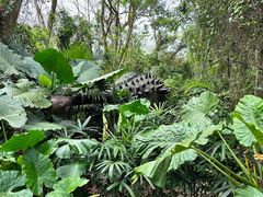 -海南热带野生动植物园
