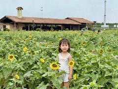 -杭州湾海上花田景区