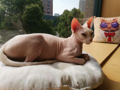 -CAT’S MEWSTAR CAFE·喵星球猫屋(晴湾咖啡店)