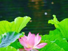 -荔湾湖公园