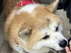 -美联众合动物医院·24h转诊中心