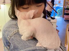 -十年猫舍·猫咪专门店(普陀店)