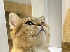 -Heymao猫咖.咖啡厅(东门店)