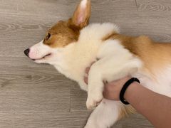 -浣熊柯尔鸭土拨鼠·电玩咖