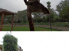 -辛玛王国游乐园