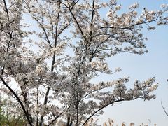 -顾村公园