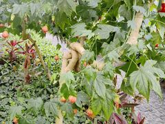 -南宫五洲植物乐园