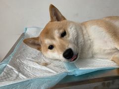 -灵美宠物诊所