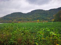 -中国茶叶博物馆(双峰馆区)