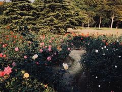 -上海滨江森林公园