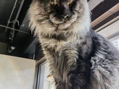 -十年猫舍·猫咪专门店(普陀店)