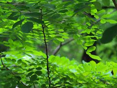 -上海共青森林公园