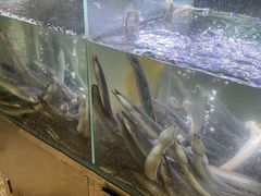 水产区-本炙炭烤·蒲烧活鳗料理店(金沙洲店)