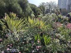 -深圳国际园林花卉博览园