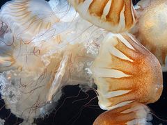 -鹿儿岛水族馆