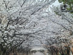 -高东镇樱花园