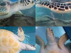 -广东惠东海龟国家级自然保护区