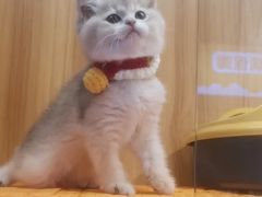 -欣宠猫屋·矮脚拿破仑·蓝金金渐层