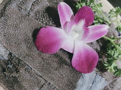 -五斗柴火锅(外双楠店)