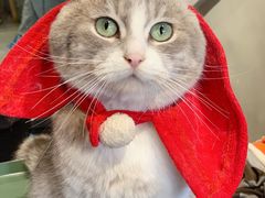-猫儿山۰猫主题餐厅