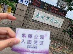 -嘉定紫藤园