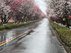 -南京市溧水区傅家边梅花山弄山庄