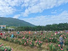 -亚龙湾国际玫瑰谷